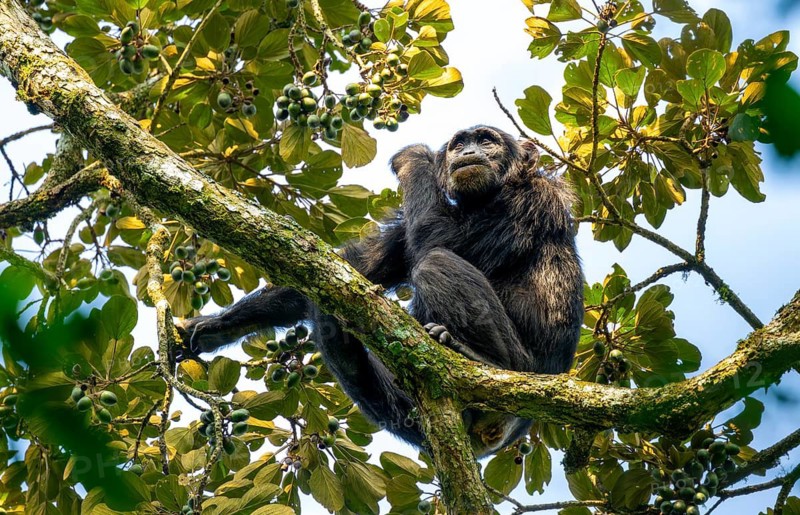 Chimpanzee (Pan Troglodytes), adult male in a tree, eating fruit, Murchison Falls National Park, Uganda