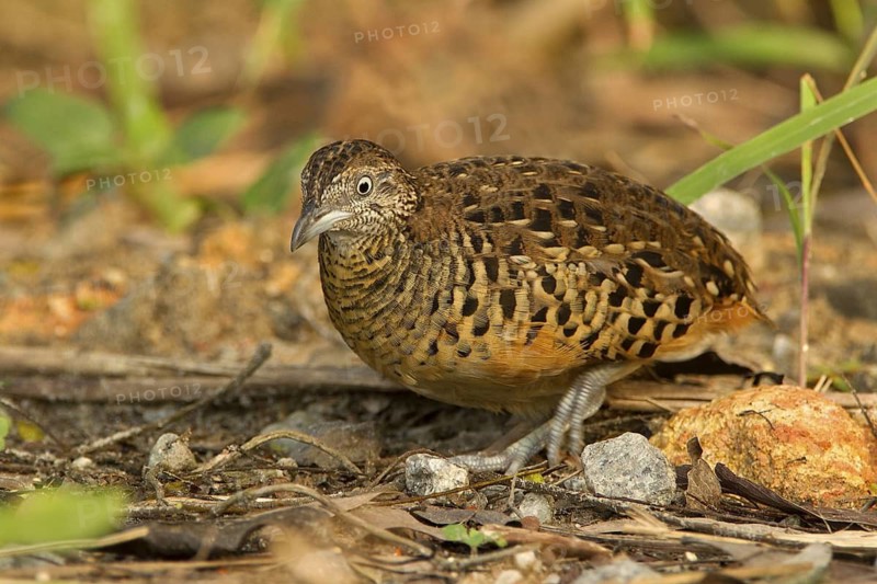 Barred Buttonquail (Turnix suscitator), Lorong Halus, Singapore