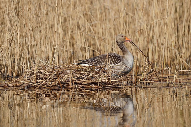 Greylag goose (Anser anser) building a nest in the reeds, North Rhine-Westphalia, Germany