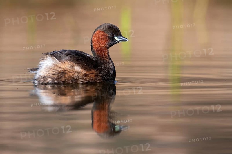 Little Grebe (Tachybaptus ruficollis), Saxony, Germany