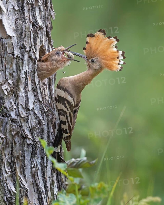 Hoopoe (Upupa epops) – Bird of the Year 2022, male with food, prey, foraging, food for the chicks, ruffled crest, sunrise, interaction, nesting cavity, nest, young bird begging for food, in flight, approaching, wings, climate change, Middle Elbe Biosphere Reserve, Saxony-Anhalt, Germany