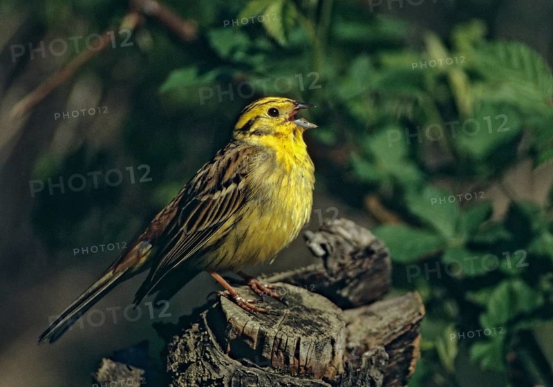 Emberiza citrinella, goldammer, yellowhammer, birds, song, male, singing, songbirds, birds