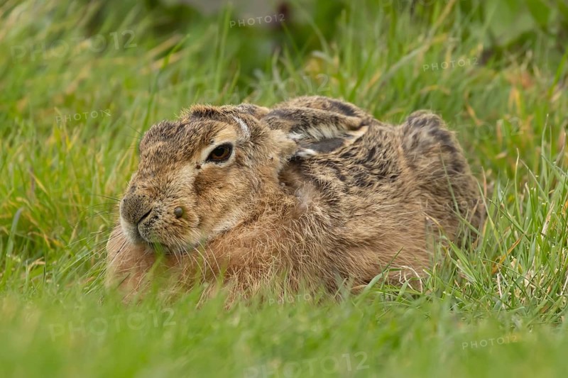 European brown hare (Lepus europaeus) adult animal resting in grassland, England, United Kingdom