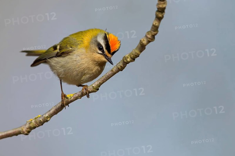 Firecrest, Regulus ignicapillus, Roitelet à triple bandeau, Roitelet triple-bandeau, Reyezuelo Listado, Luisenpark, Mannheim, Baden-Württemberg, Germany