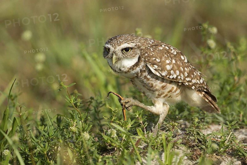 Burrowing Owl (Athene cunicularia), Florida, USA