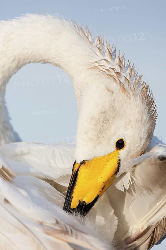Whooper Swan (Cygnus cygnus), Baden-Wuerttemberg, Germany