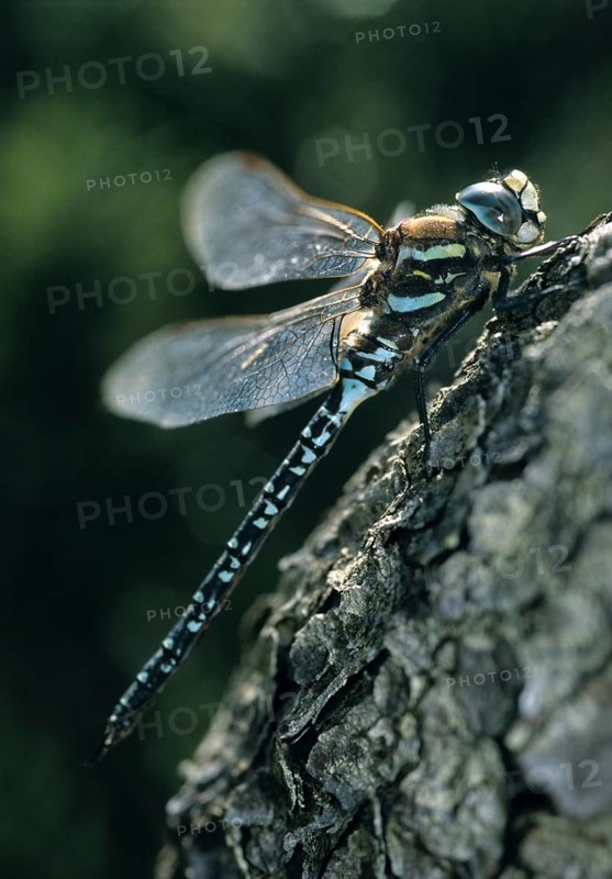 Aeshna subarctica Elisabethae, high moor mosaic maiden, subarctic darner, anisoptera, damselflies, dragonflies, high size, portrait format, insects, leo, dragonflies, male, odonata