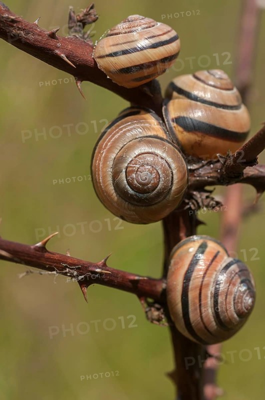 Banded snails, cepaea, cepaea nemoralis, grove snail, hornsnail, helicidae, snails, black-mouthed banded snail, gastropods, high size, portrait format, mollusca, molluscs, snails, snails, snails, dry rest, molluscs