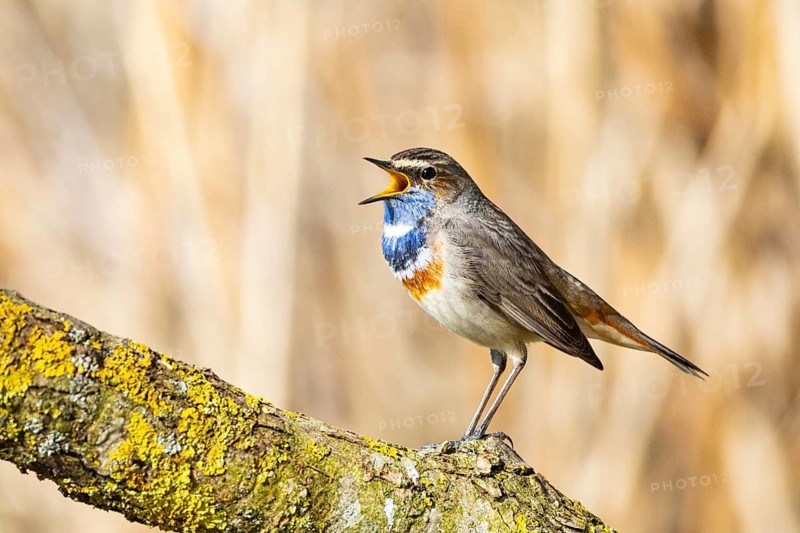 Bluethroat (Luscinia svecica cyanecula) ml Germany