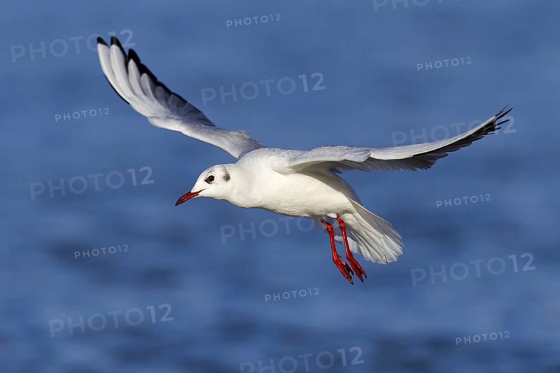 Black-headed Black-headed Gull, (Larus ridibundus), animals, birds, gulls, flight photo, sideways, waters, Ladenburg, Baden-Württemberg, Germany