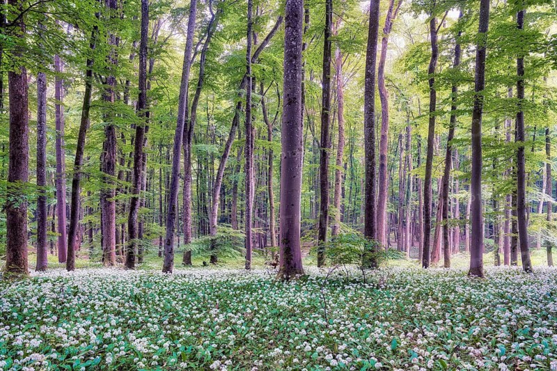 Blooming wild garlic in a beech forest, Aargau Canton, Switzerland