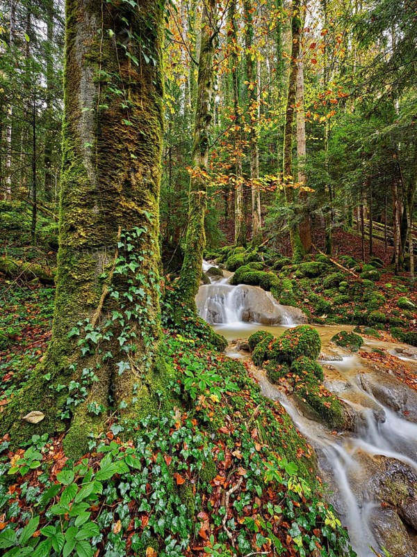 Waterfall surrounded by moss-covered stones in autumnal coloured surroundings, on the river Sihl, Sihlsprung, Menzingen, Canton Zug, Switzerland
