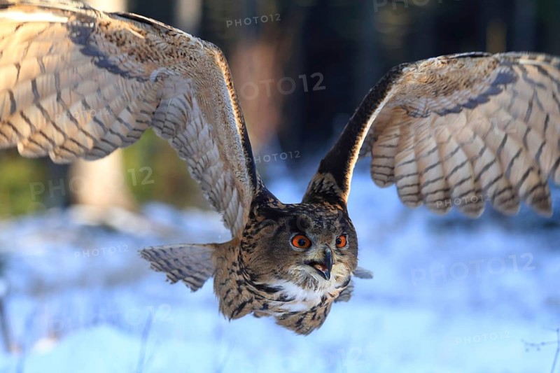 Eurasian Eagle-owl in flight, close-up of a flying owl with spread wings over a snowy landscape, An eagle owl, Bubo Bubo, flying through a forest with snow on the ground, Czech Republic