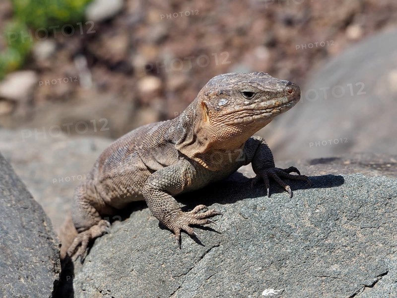 A Gran Canaria giant lizard (Gallotia stehlini) perches on a rock in the sunlight, Gran Canaria, Spain