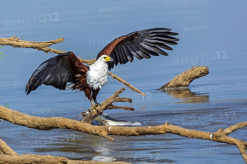 Black eagle hunting, prey, fish, (Haliaeetus vocifer), Africa, Zambia