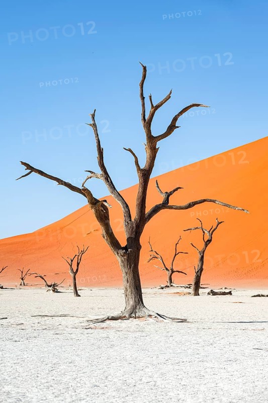 Dead camel thorn trees (Vachellia erioloba), red sand dunes, white salt pan, Dead Vlei, Sossusvlei, Namib Desert, Namib-Naukluft Park, Namibia