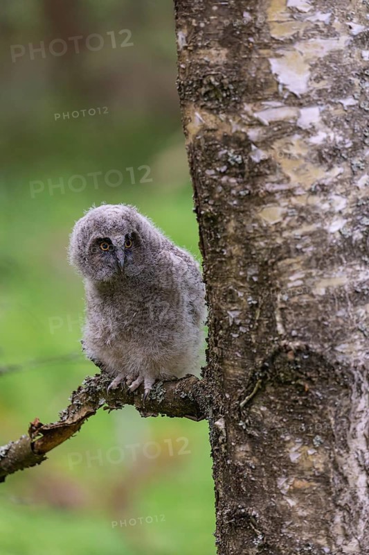 One young long-eared owl (Asio otus), sitting on a branch of a tree. Green vegetation in the background