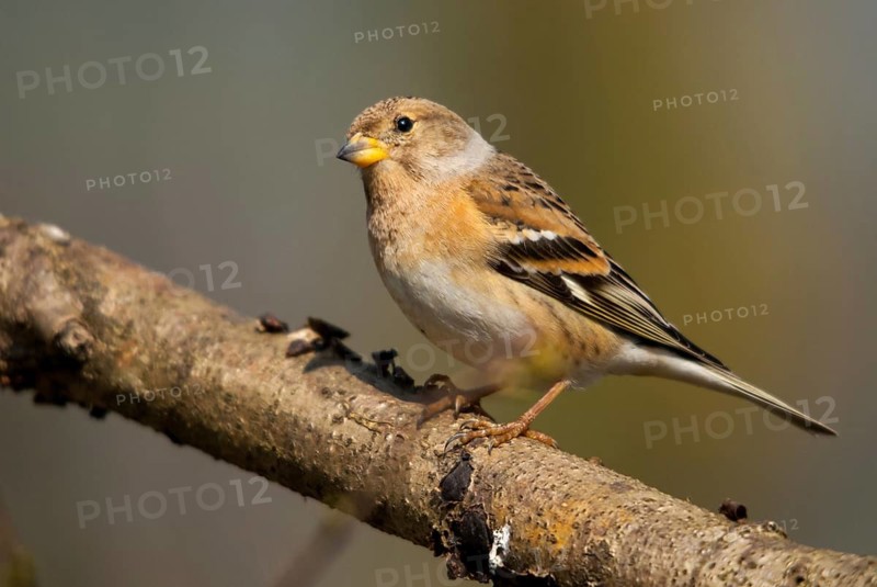 Mountain finch, brambling, fringilla montifringilla, birds, female, passeri, songbirds, birds, female