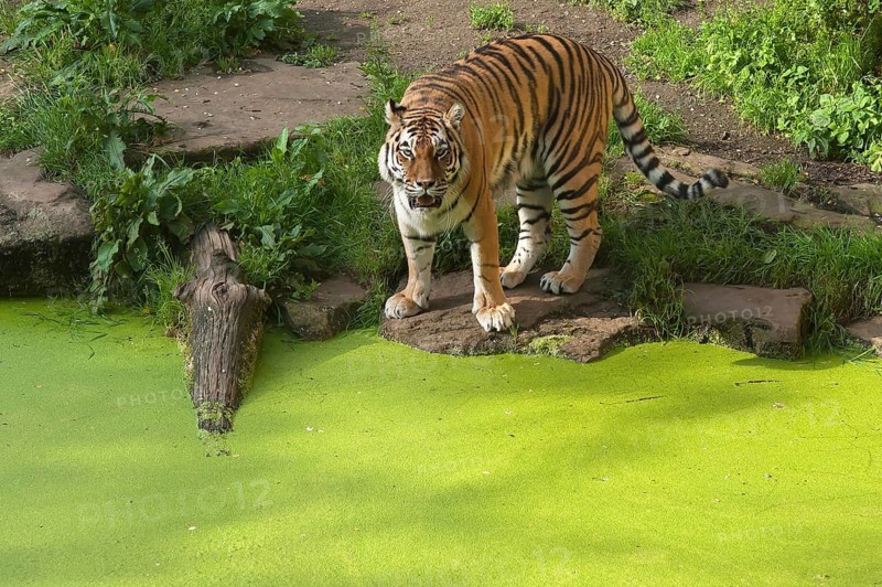 Siberian tigers (Panthera tigris altaica) at the moat, in captivity, Germany