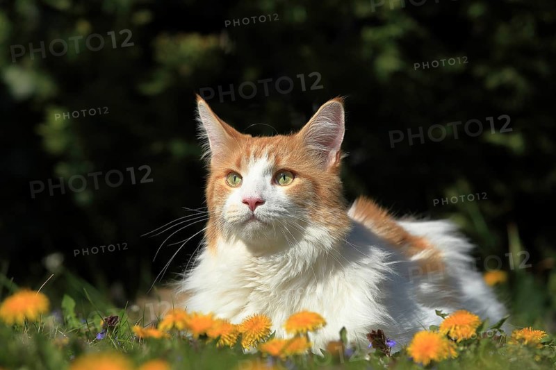A white and red cat lies amongst dandelion flowers in the grass, gazing intently into the distance, a Maine Coon (Felis silvestris catus), in a meadow, Baden-Württemberg, Germany