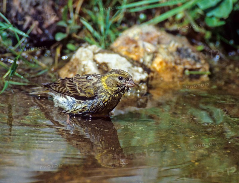 European Serin, Serine, Serinus Serinus, Bath, Bird Bath, Birds, Garden, Mirror, Passeri, Songbirds, Reflection, Potion, Birdbath, Birds, Watering Place