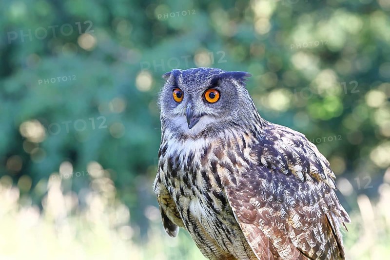 Eurasian eagle-owl (Bubo bubo), animal portrait, Rhineland-Palatinate, Germany
