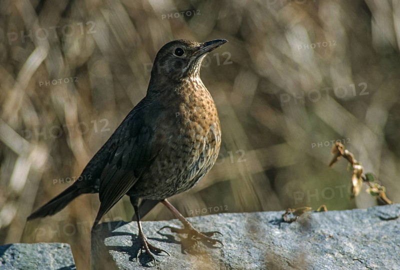 Blackbird, Turdus Merula, Birds, Female, Leo, Passeri, Songbirds, Thrush, Birds, Female
