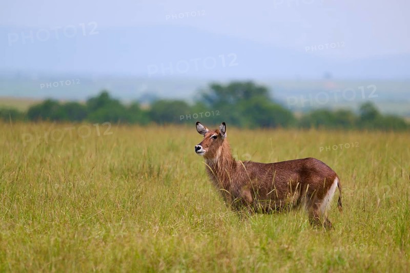 A solitary antelope stands alert in the vast, green savannah landscape beneath an open sky: a Defassa waterbuck (Kobus defassa), Masai Mara National Reserve, Narok County, Kenya