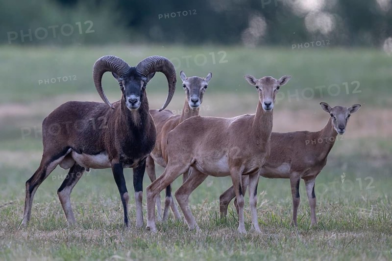Mouflon, mouflon, Widder, Bitburg, Germany