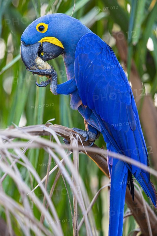 Hyacinth Macaw (Anodorhynchus hyacinthinus) Pantanal Brazil