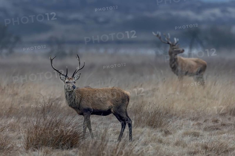 The younger red deer (Cervus elaphus) are still wearing their antlers, but before long they too will have lost their headdress, they gaze intently, March, Denmark