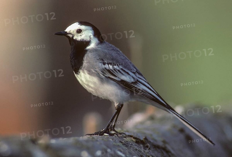 Wagtail, Motacilla Alba, White Wagtail, Birds, Leo, Passeri, Songbirds, Birds