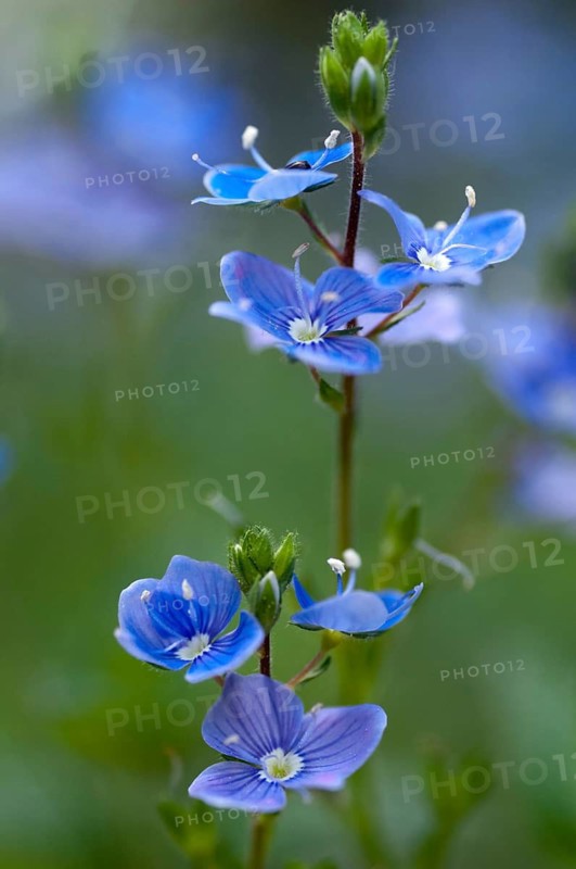 Honorary prize, female bite, gamander honor prize, cat's eye, loyal to men, plantaginaceae, Veronica chamedrys, plantain plants, wild forget-me-not, bird's-eye speedwell, flora, germander speedwell, high size, portrait format, plants, plants