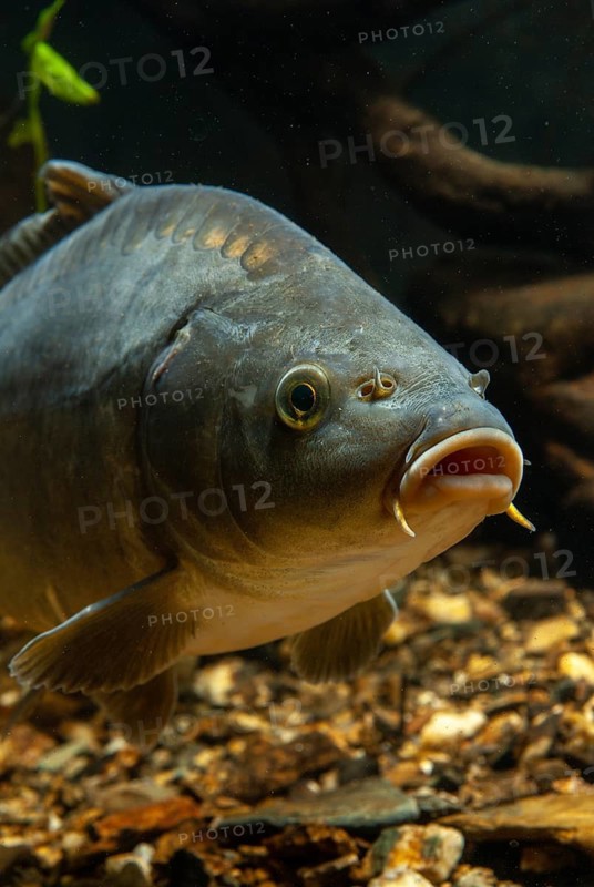 Carp, Cyprinus carpio, carp, fish, fishes, leather carp, pisces, mirror carp