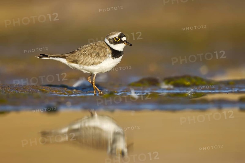 Little Ringed Plover (Charadrius dubius) female foraging, North Rhine-Westphalia, Germany