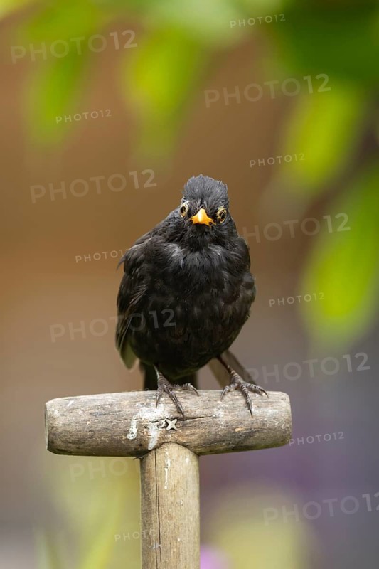 Eurasian blackbird (Turdus merula) adult male garden bird on a fork handle, England, United Kingdom
