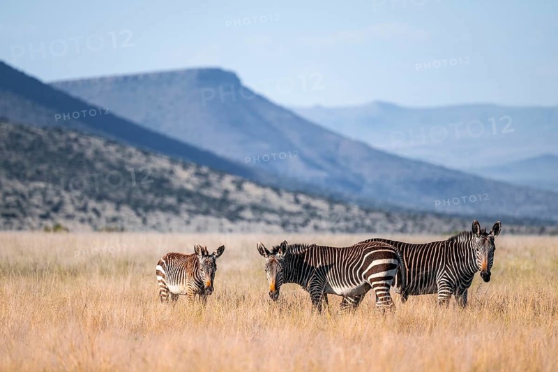 Cape Mountain Zebra (Equus zebra zebra), adult animal, Mountain Zebra National Park, Eastern Cape, South Africa