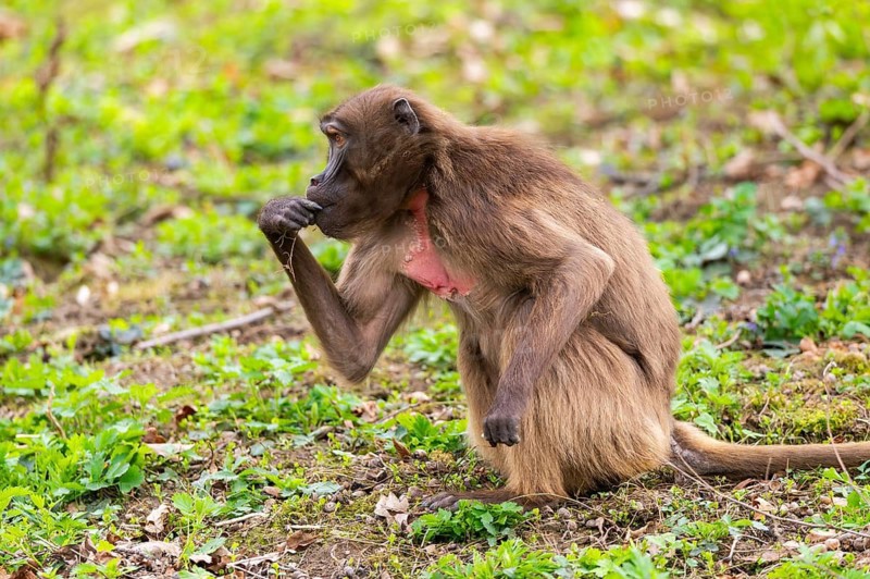 Gelada (Theropithecus gelada) female sitting on the ground, captive, distribution africa