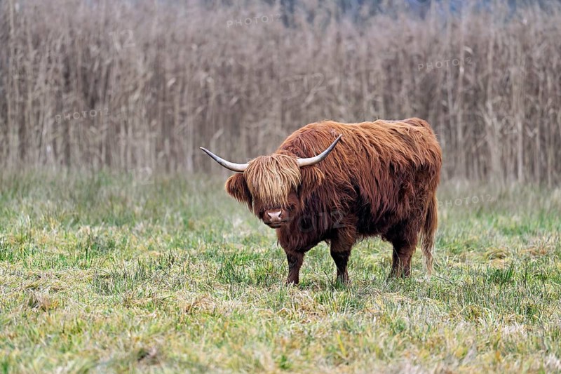 Highland cattle (Bos taurus), adult animal standing in a meadow, Reussspitz nature reserve, Maschwanden, Canton of Zurich, Switzerland