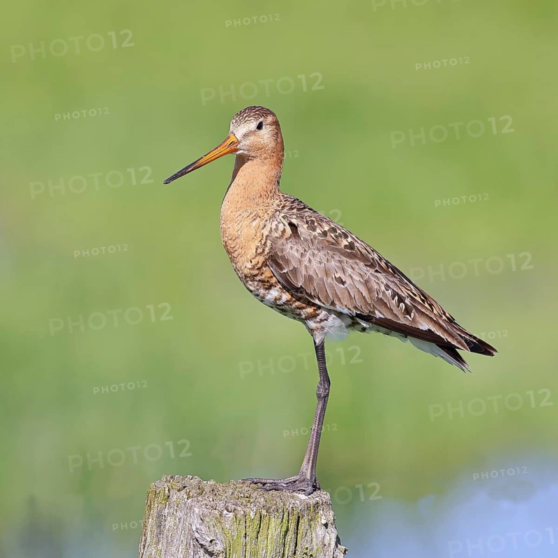 Black-tailed Godwit (Limosa limosa), perched on a fence post, waders, wildlife, nature photography, wet meadow, Ochsenmoor, Lake Dümmer, Lembruch, Lower Saxony, Germany