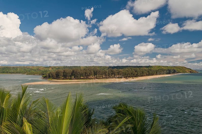 View of palm trees on the northernmost stretch of beach of Goa, Terekol, Goa, South India, India