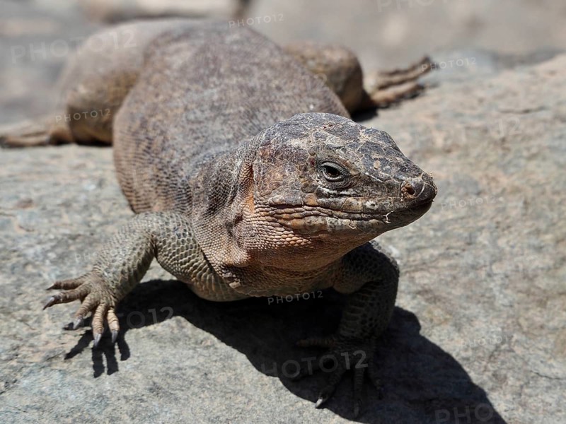 A Gran Canaria giant lizard (Gallotia stehlini) lies relaxed on a sunny rock in the desert, Gran Canaria, Spain