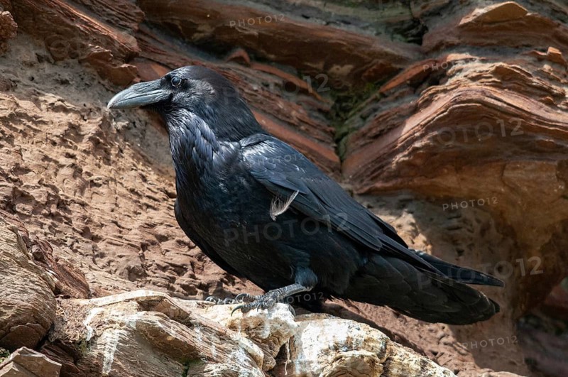Corvus corax, ravens, Norway, raven, varanger, birds, corvidae family of birds, passeri, corvids, songbirds, birds