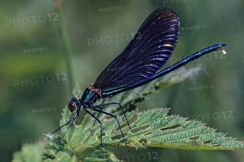 Beautiful demoiselle, blue-winged dragonfly, Calopteryx virgo, magnificent dragonfly, damselflies, insects, leo, dragonflies, male, mating wheel, male, odonata, zygoptera