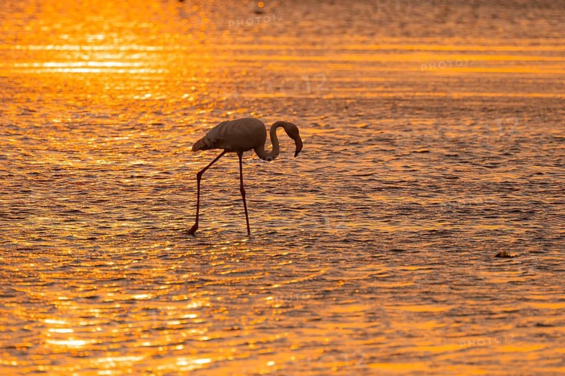 Pink flamingo (Phoenicopterus roseus) against the light, sunset, lagoon at Walfish Bay, Erongo, Namibia