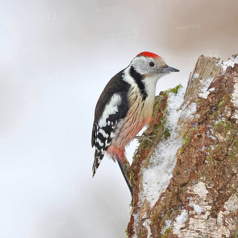 Middle Spotted Woodpecker (Dendrocopos medius) foraging on the trunk of a grey birch (Betula populifolia) in winter, Wilnsdorf, North Rhine-Westphalia, Germany