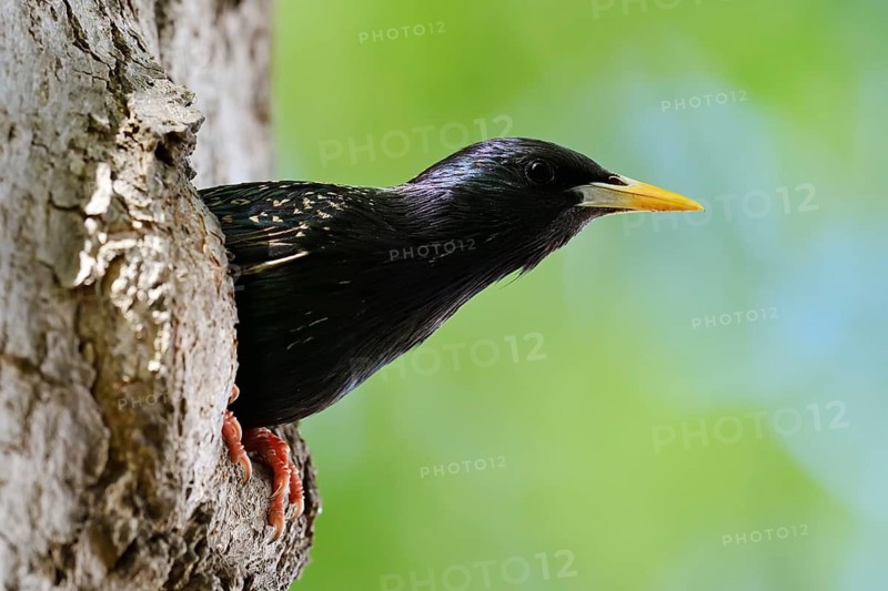 A starling (Sturnus vulgaris) peering out of its nesting hole, North Rhine-Westphalia, Germany