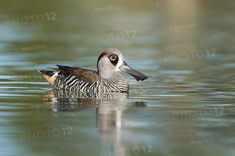 Pink-eared Duck (Malacorhynchus membranaceus), Victoria, Australia