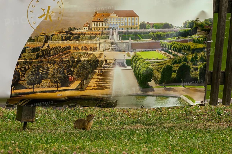 Hof Palace, Baroque garden, Baroque estate, zoo, ground squirrels (Spermophilus), Marchfeld, Lower Austria