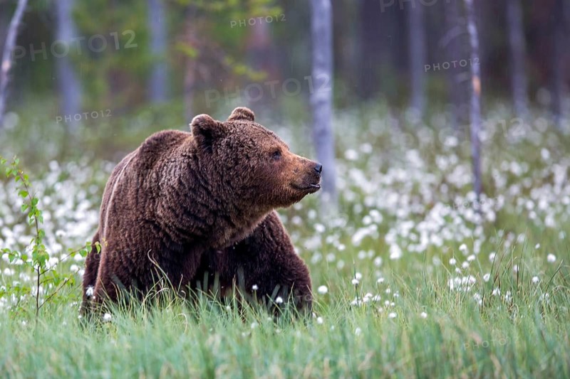 European brown bear (Ursus arctos), Europe, Scandinavia, Finland